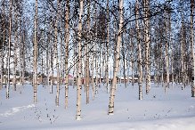 Talvisia kuvia puutarhalta
