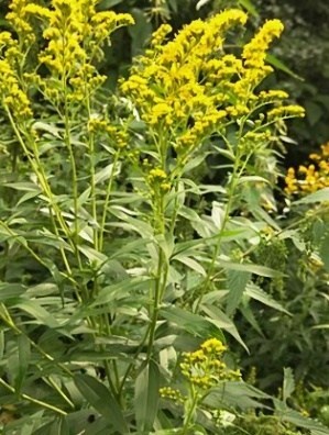 Kanadanpiisku